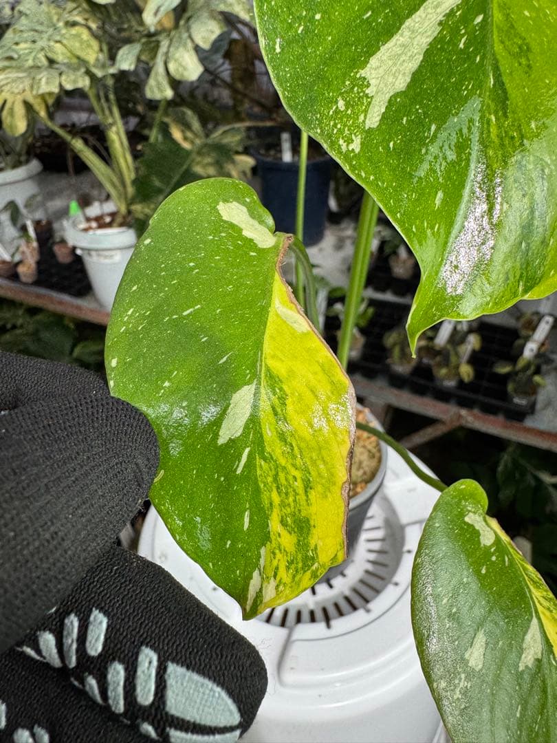 1モンステラ　タイコンステレーション　ミラクル　斑入り