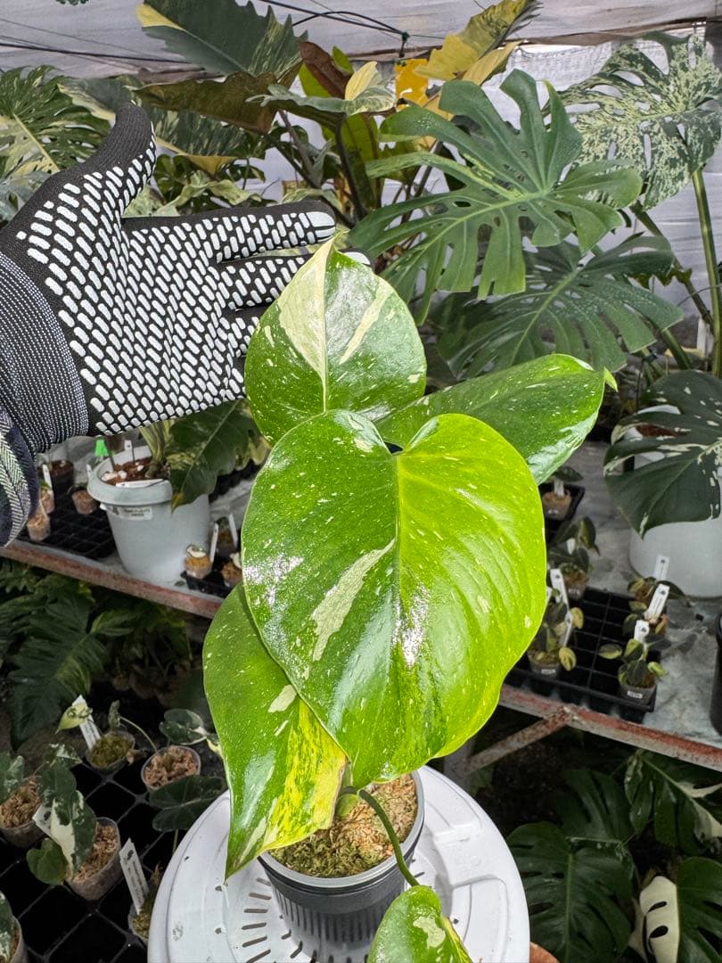 1モンステラ　タイコンステレーション　ミラクル　斑入り