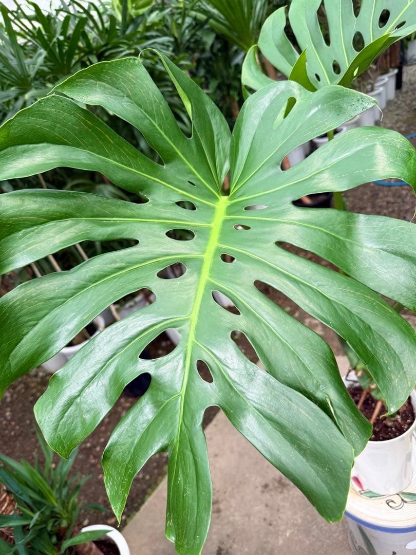 【特級品】モンステラ デリシオーサ 根上り 幹上がり 特大極上苗 7号鉢サイズ