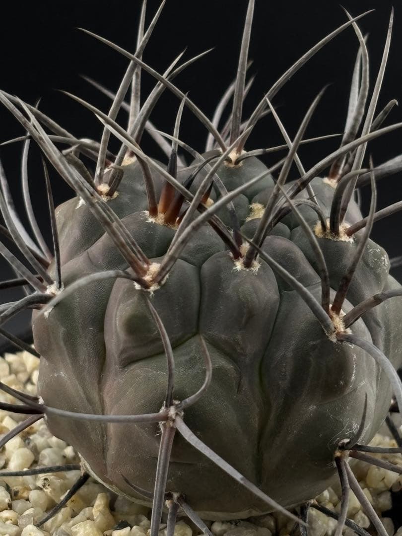 ギムノカリキウム 守金魔天竜 実生