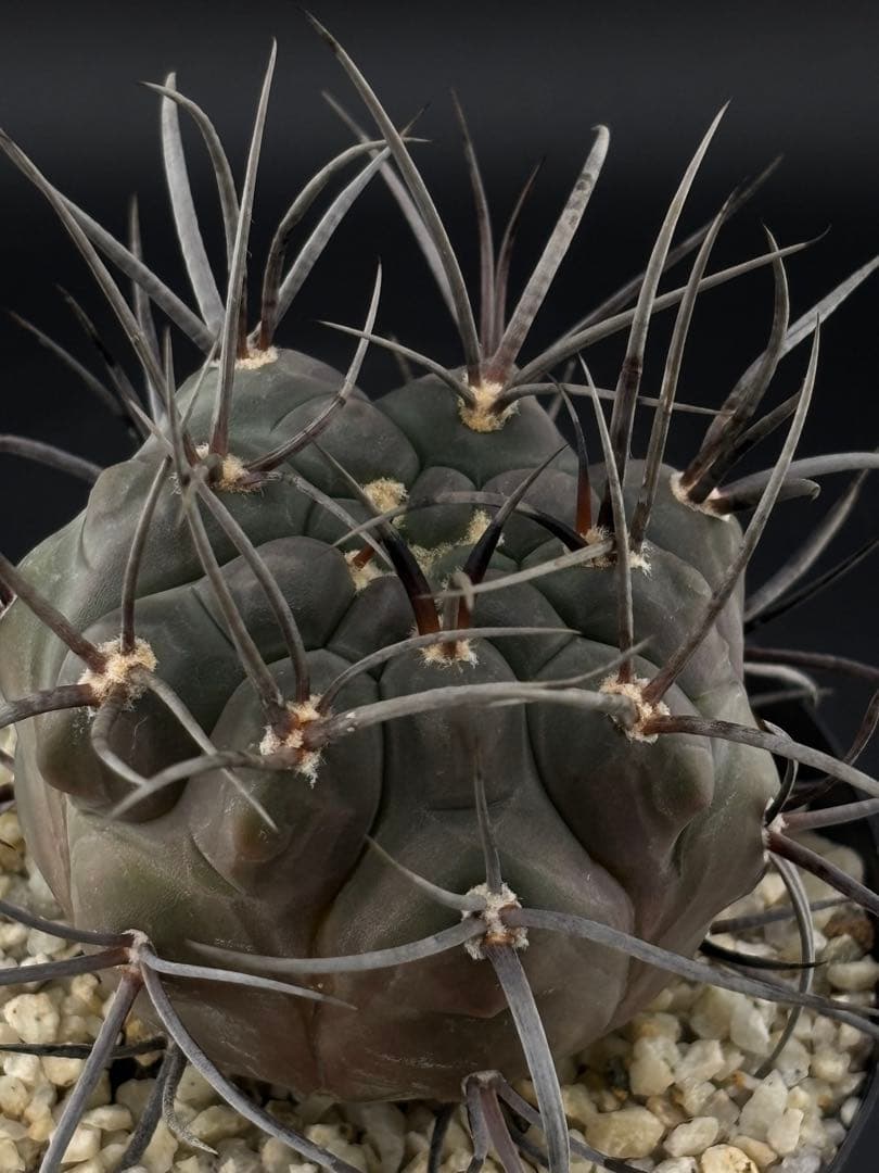 ギムノカリキウム 守金魔天竜 実生