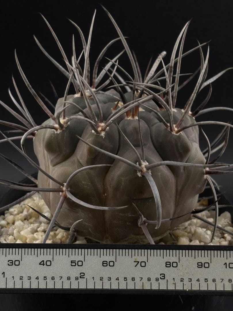 ギムノカリキウム 守金魔天竜 実生