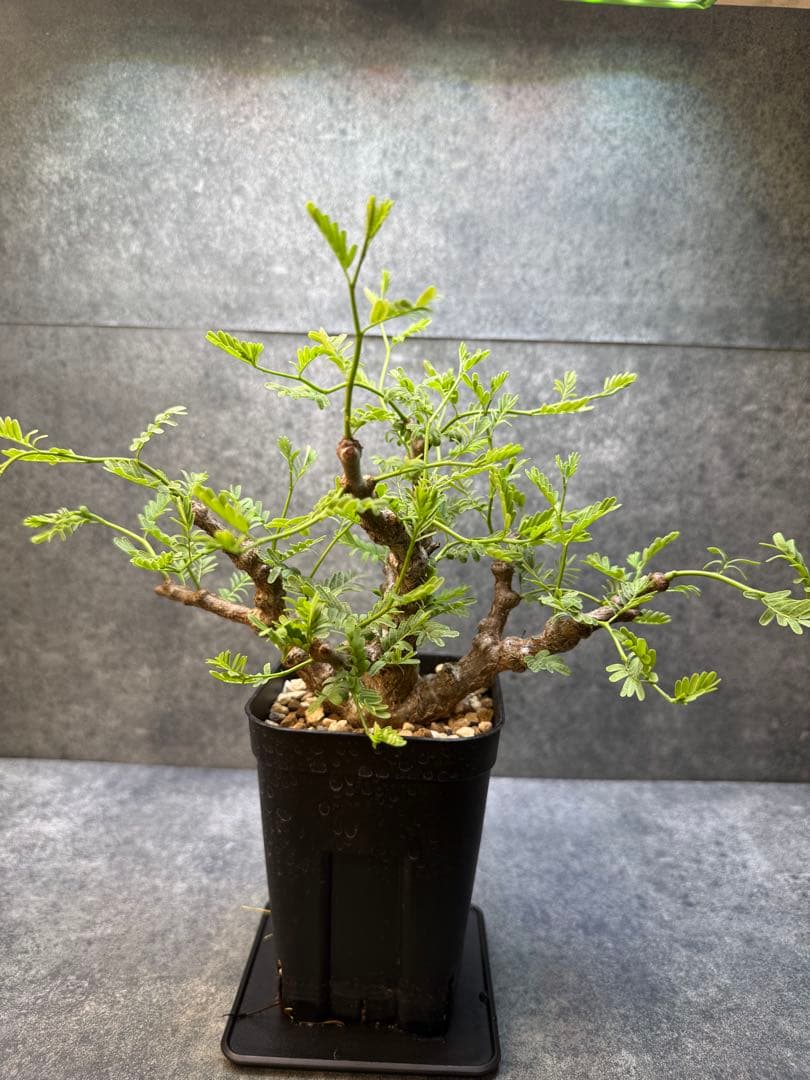 センナ　メリディオナリス　海外実生　発根済み　426