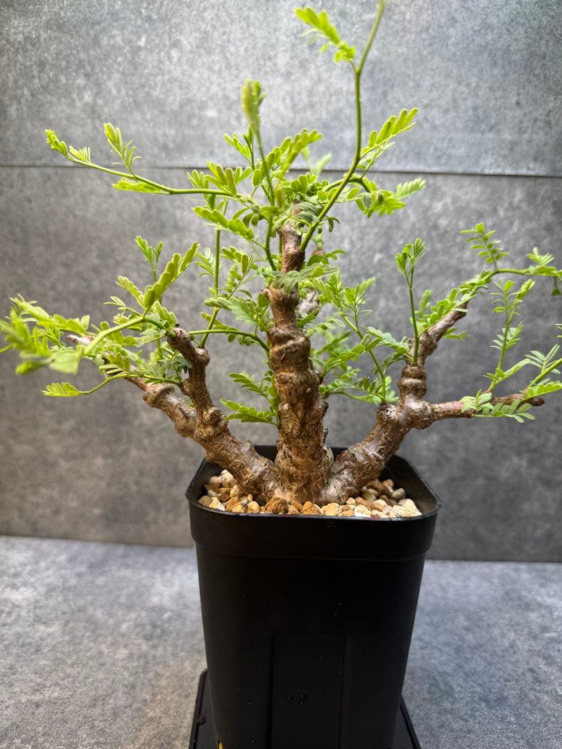 センナ　メリディオナリス　海外実生　発根済み　426