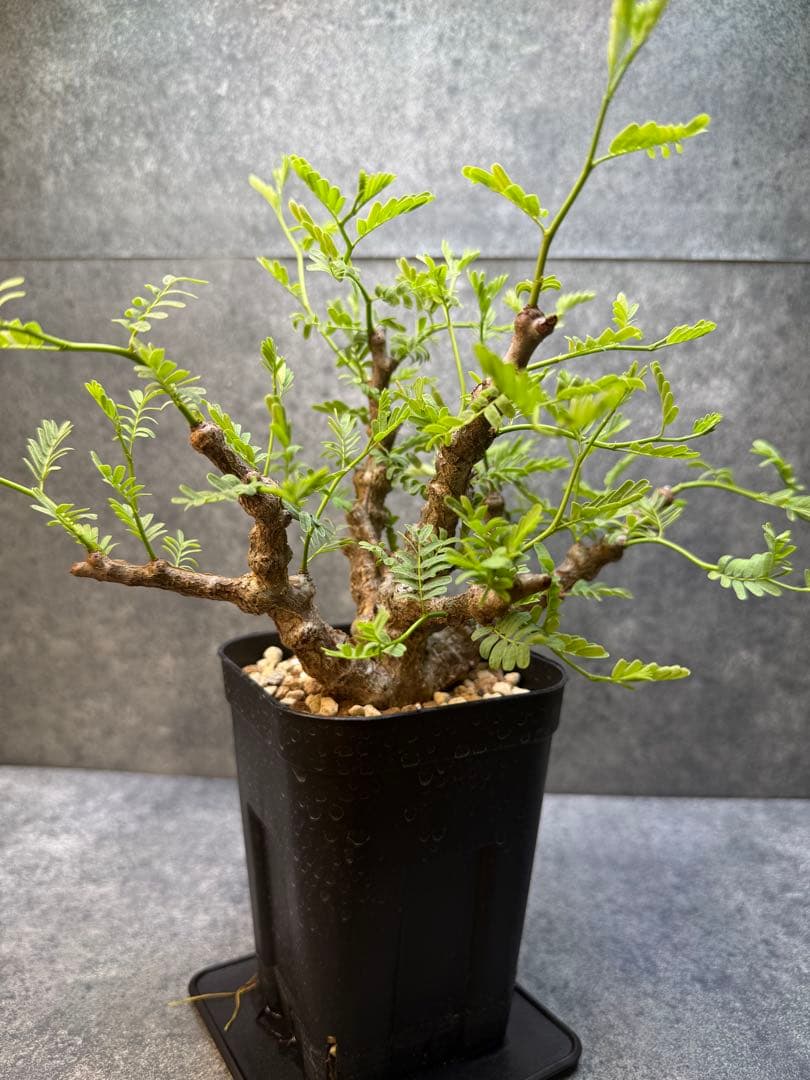 センナ　メリディオナリス　海外実生　発根済み　426