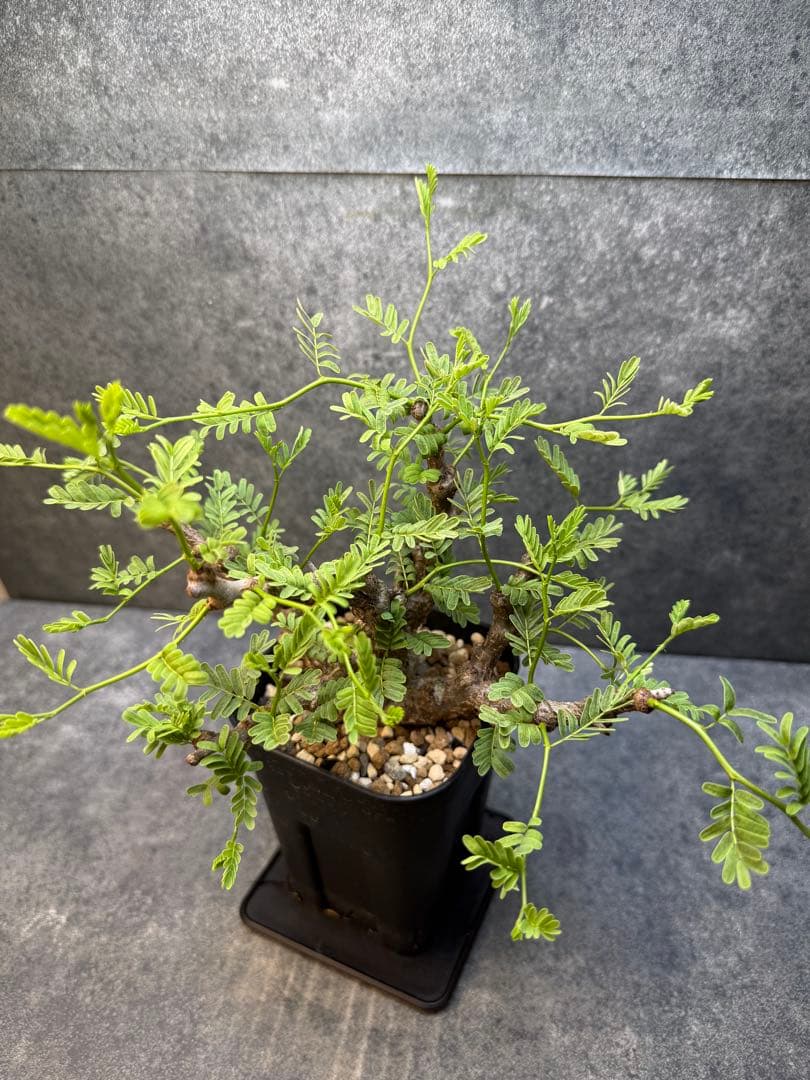 センナ　メリディオナリス　海外実生　発根済み　426