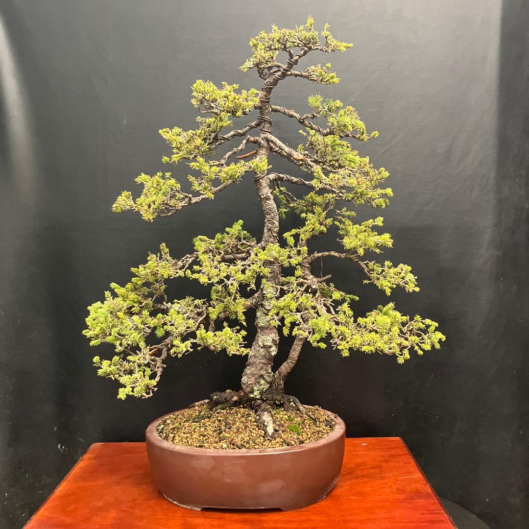 蝦夷松 盆栽