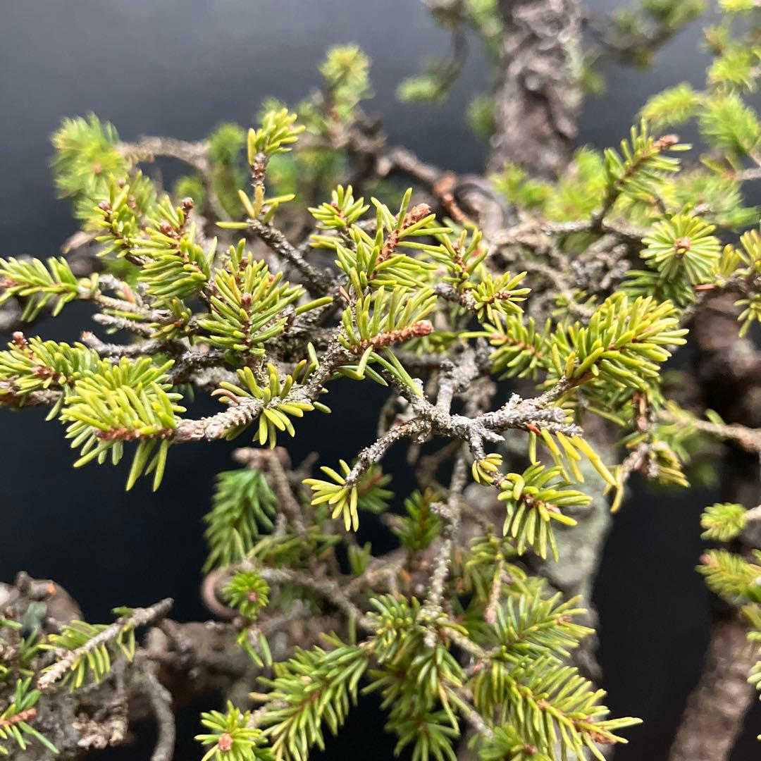蝦夷松 盆栽