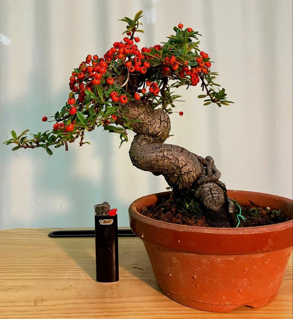 ピラカンサ　実いっぱいなってます