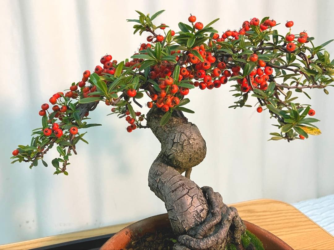 ピラカンサ　実いっぱいなってます