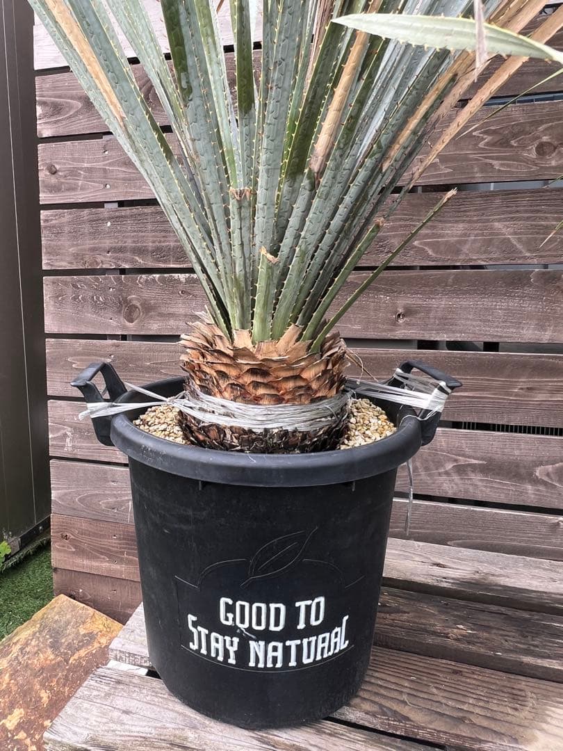 ダシリリオン　グラウコフィラム　ロンギシマム