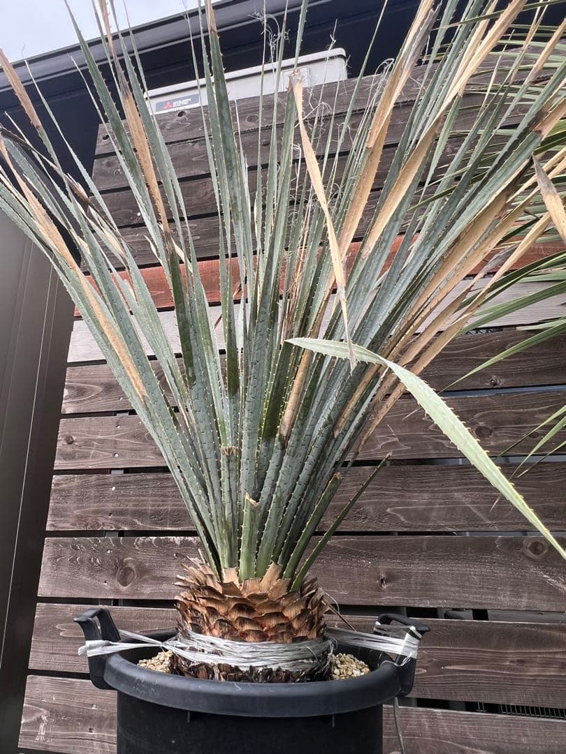 ダシリリオン　グラウコフィラム　ロンギシマム