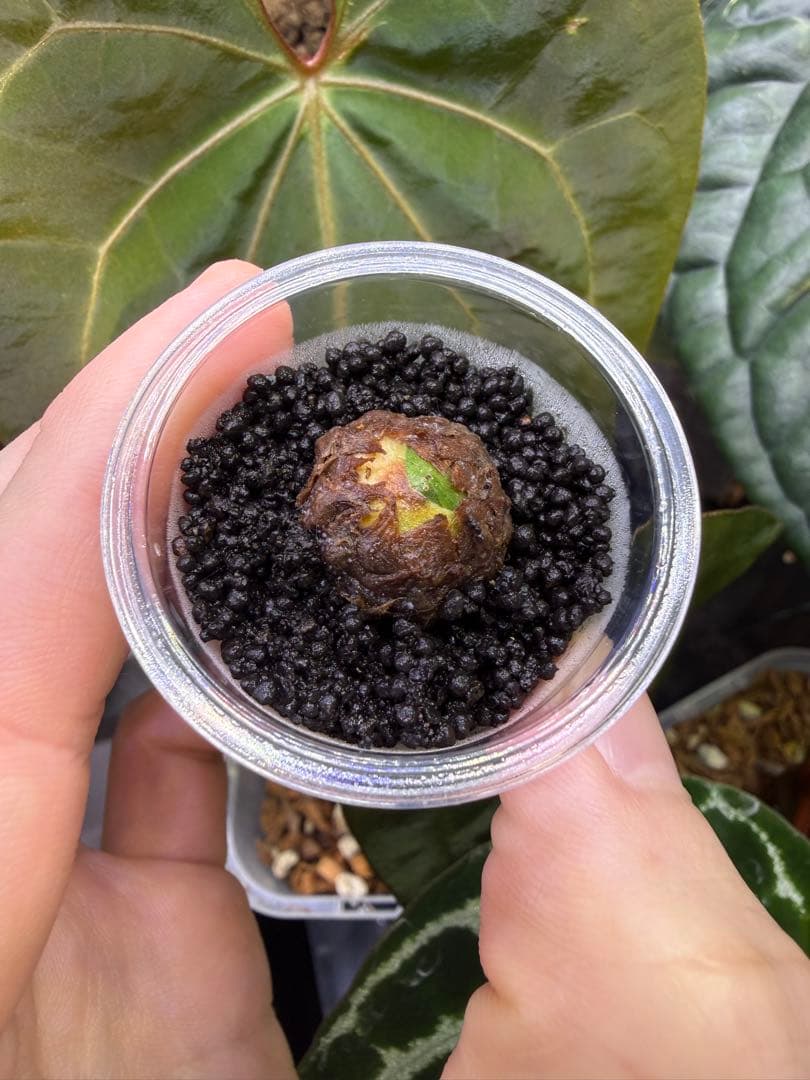 アロカシア斑入り品種小芋3種