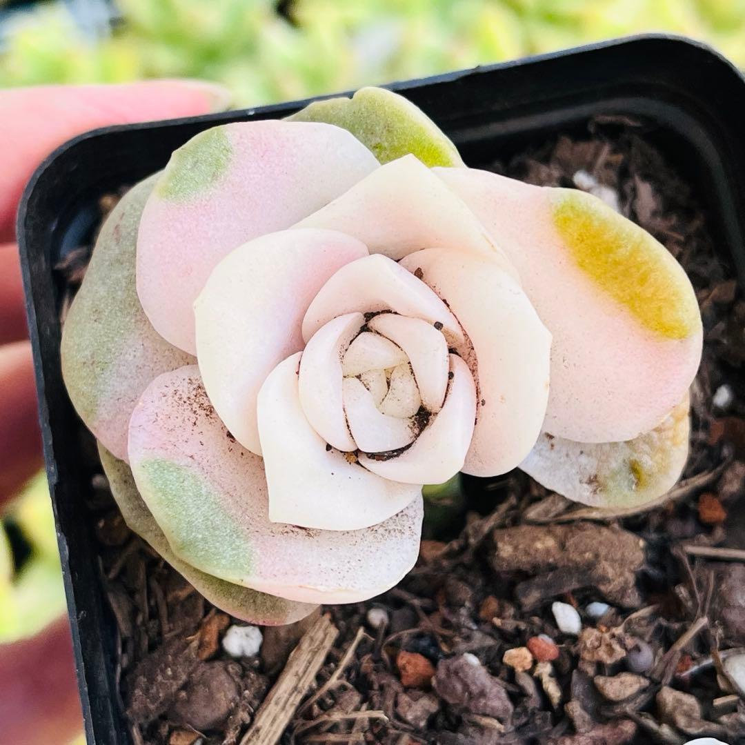95【現品　1苗】ラブリーローズ錦　多肉　ピンクが可愛い♡7.5㌢ポット 抜き苗