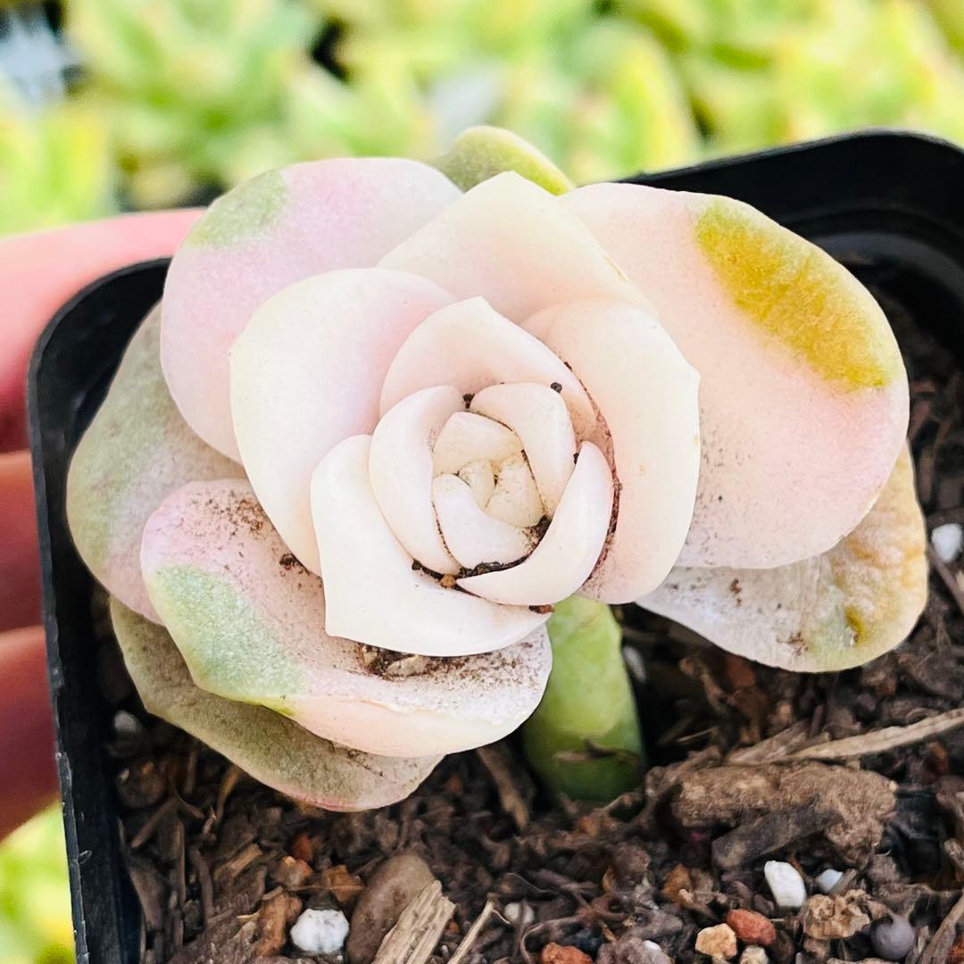 95【現品　1苗】ラブリーローズ錦　多肉　ピンクが可愛い♡7.5㌢ポット 抜き苗