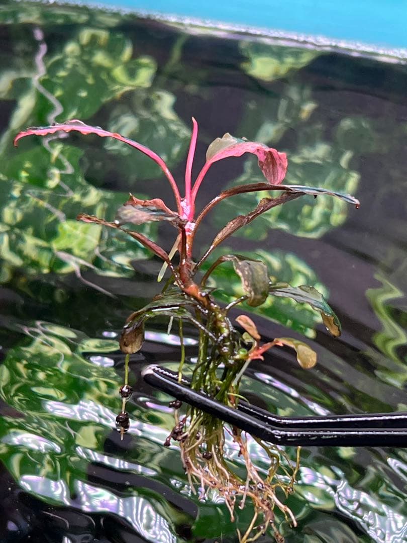 水草 Bucephalandra VarigataPink.BlackAngel