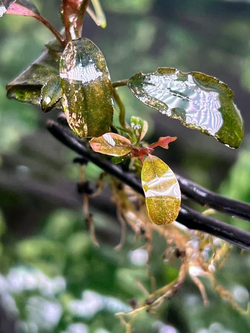 水草 Bucephalandra VarigataPink.BlackAngel