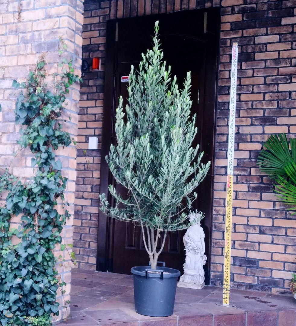 オリーブの木 シプレッシーノ 200cm❗ 大型12号 綺麗な葉色 植え替え済