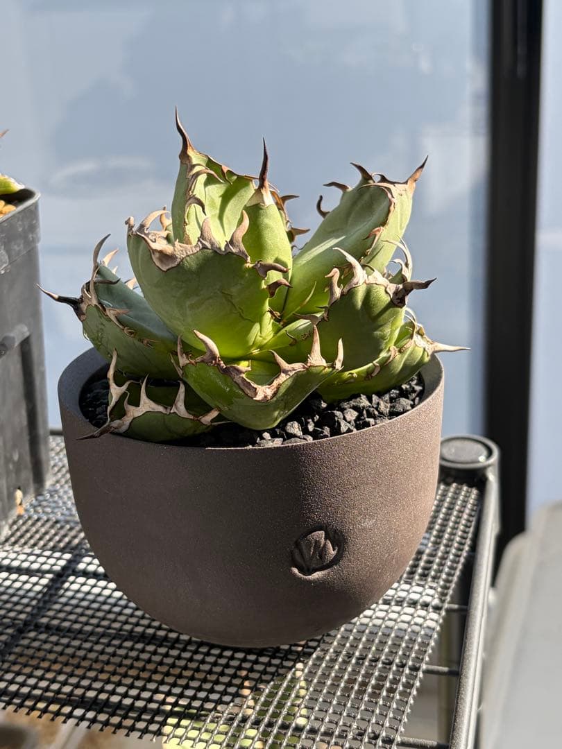 アガベ 黒鯨✖︎valiem 鉢ごと