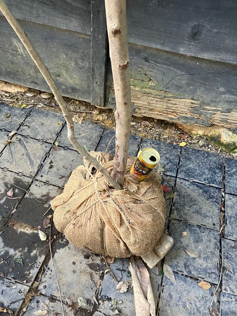 山採り　リョウブ