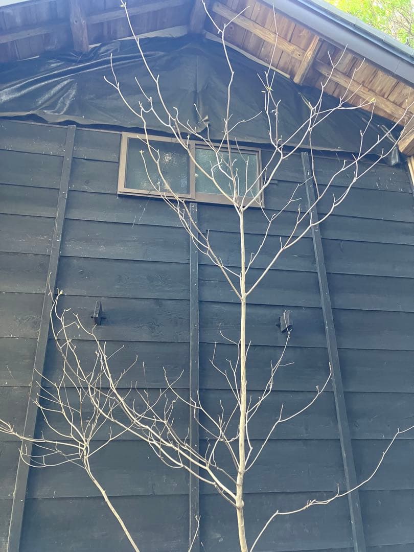 山採り　リョウブ