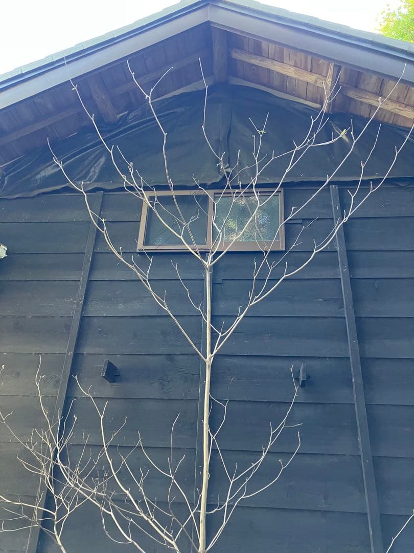 山採り　リョウブ