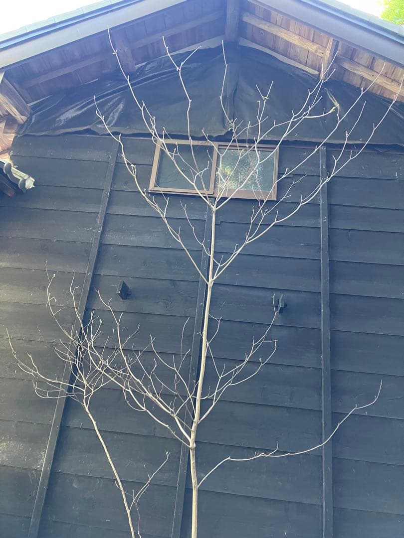 山採り　リョウブ