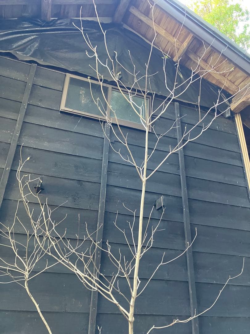 山採り　リョウブ