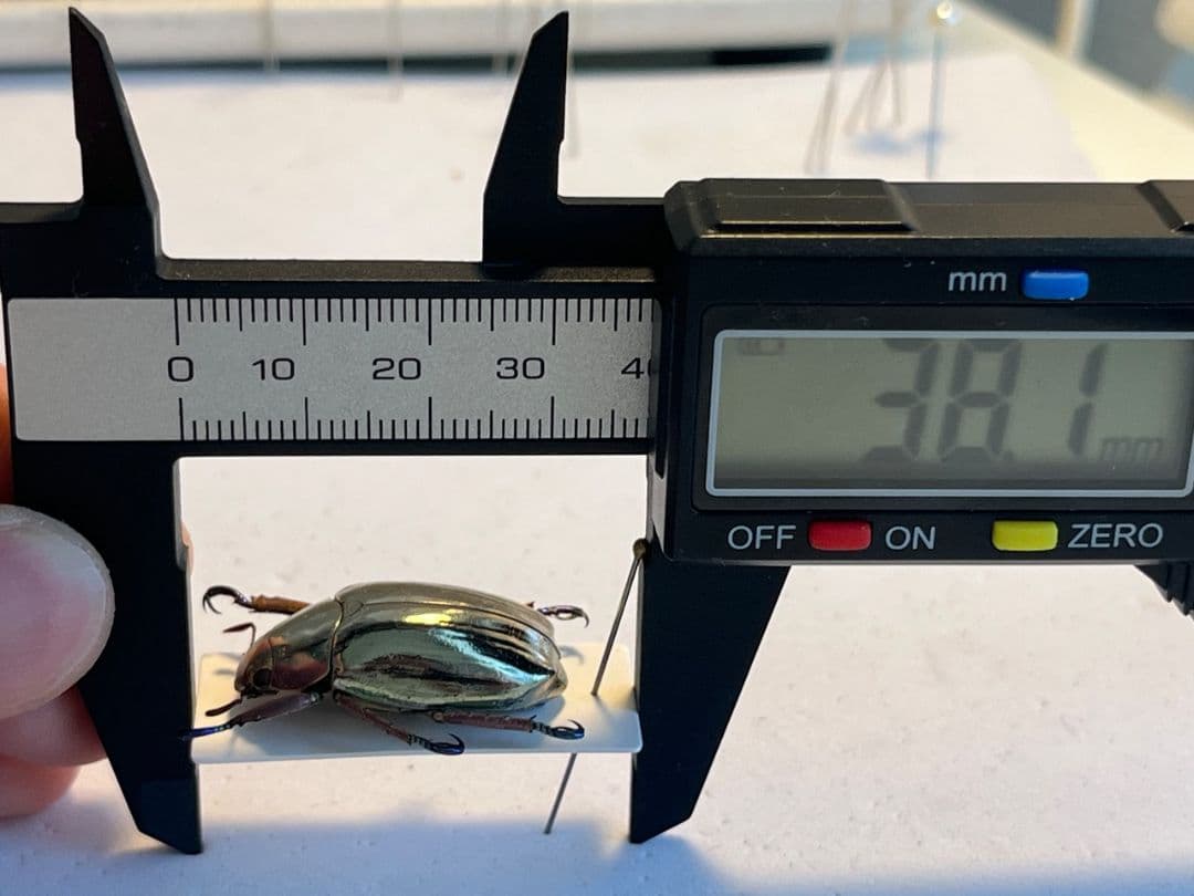 【27mm】クリサルギレアプラチナコガネ 標本カナブン ウグイスコガネ