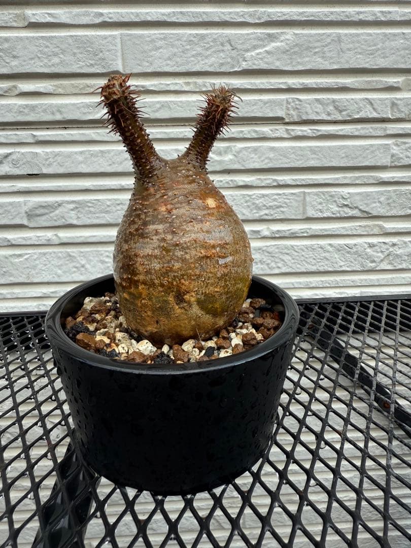 現地球　グラキリス　未発根