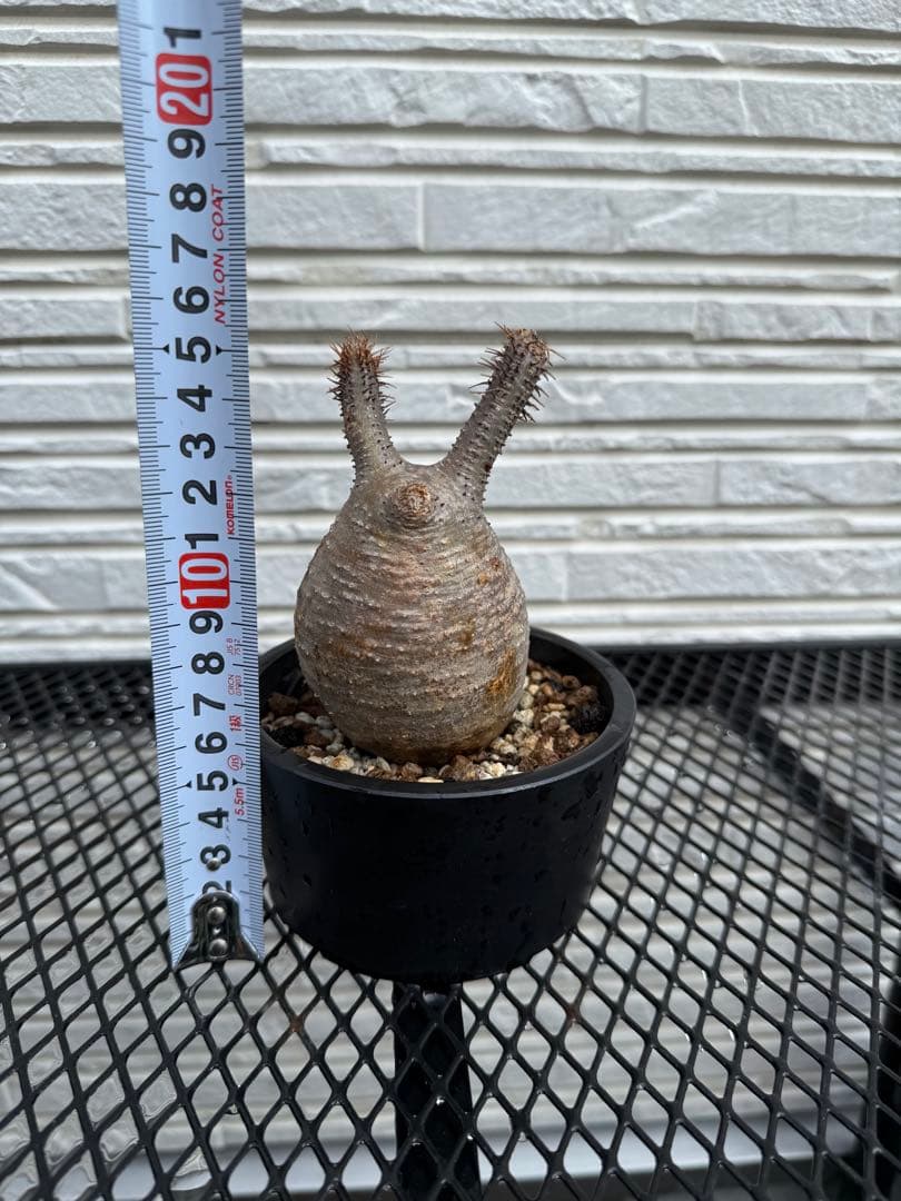 現地球　グラキリス　未発根