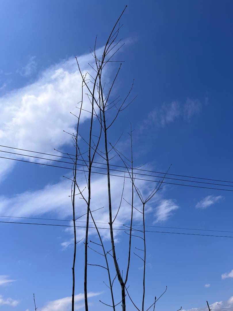 山採り アオダモ 自然樹形 雑木