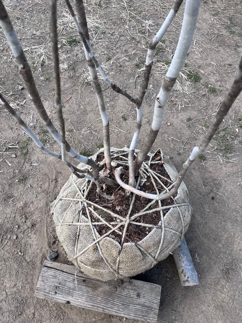 山採り アオダモ 自然樹形 雑木