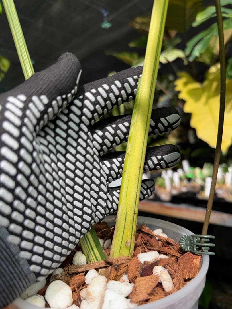 1 モンステラ デリシオーサ ベトシオーサ 孫OC苗｜暴れやすい系統・希少株