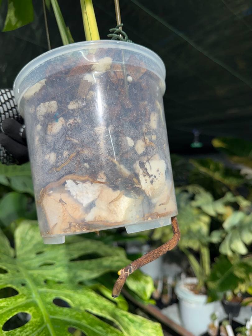 1 モンステラ デリシオーサ ベトシオーサ 孫OC苗｜暴れやすい系統・希少株