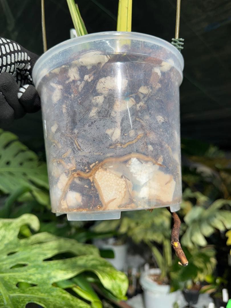 1 モンステラ デリシオーサ ベトシオーサ 孫OC苗｜暴れやすい系統・希少株