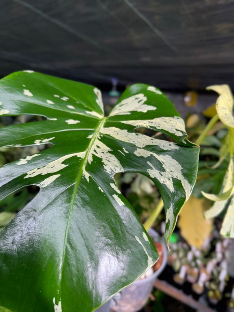 1 モンステラ デリシオーサ ベトシオーサ 孫OC苗｜暴れやすい系統・希少株