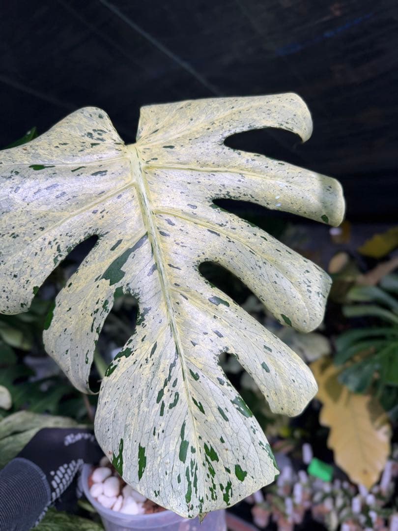 1 モンステラ デリシオーサ ベトシオーサ 孫OC苗｜暴れやすい系統・希少株