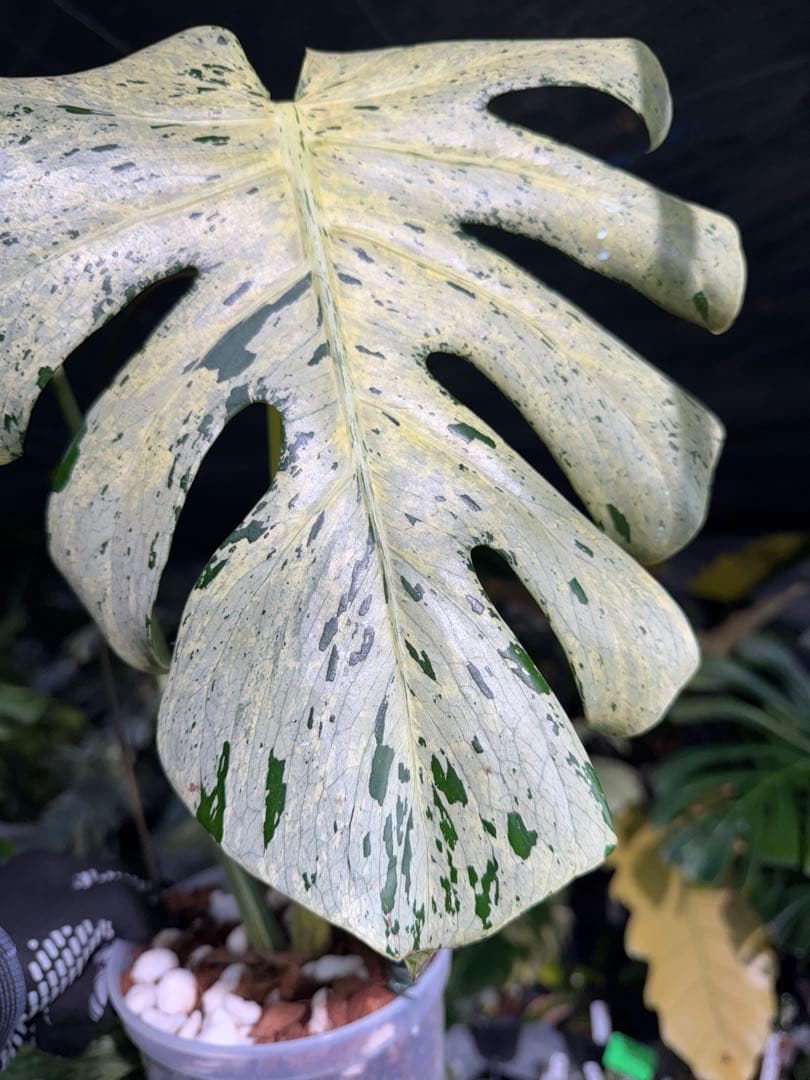 1 モンステラ デリシオーサ ベトシオーサ 孫OC苗｜暴れやすい系統・希少株