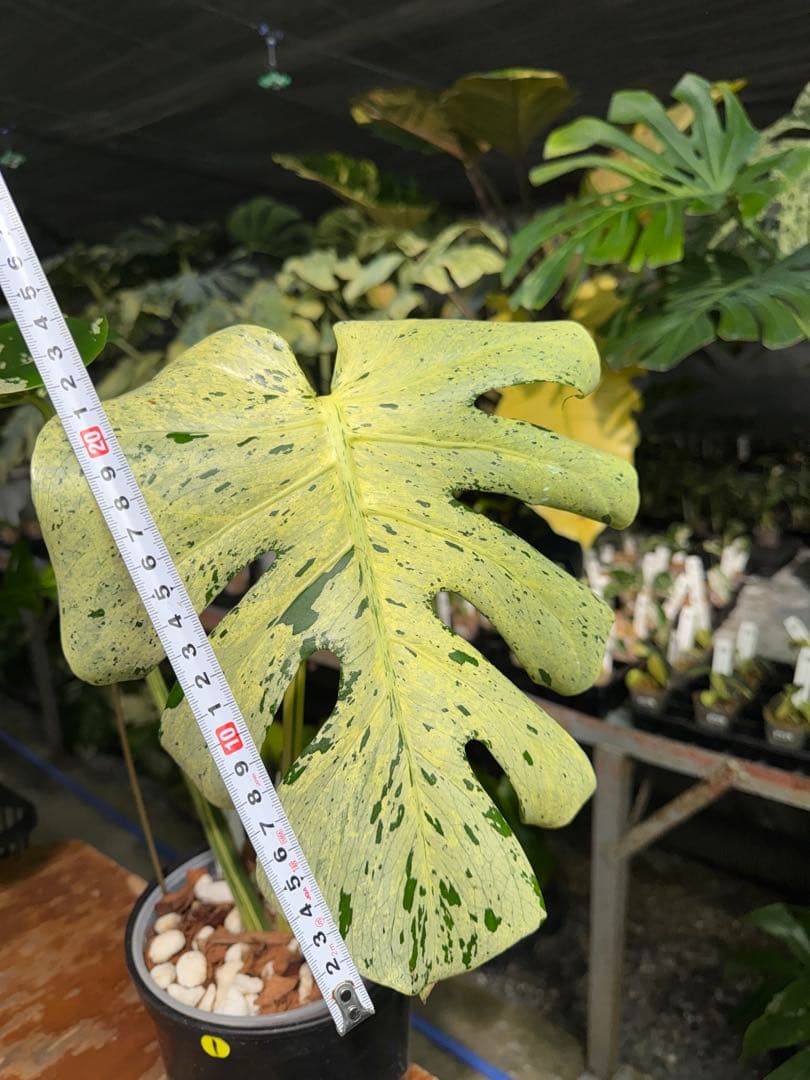 1 モンステラ デリシオーサ ベトシオーサ 孫OC苗｜暴れやすい系統・希少株