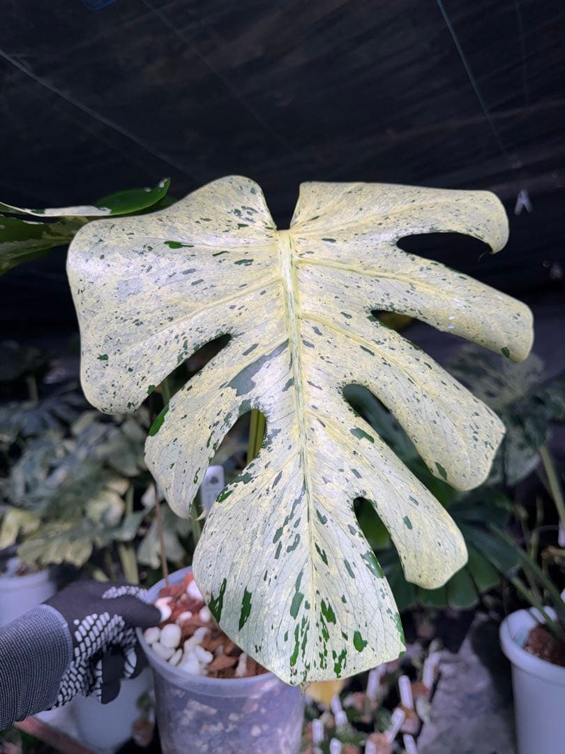 1 モンステラ デリシオーサ ベトシオーサ 孫OC苗｜暴れやすい系統・希少株