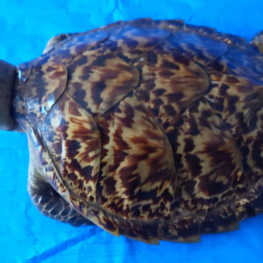 ②うみがめ〚タイマイ〛の剥製　 　壁掛けフックつき