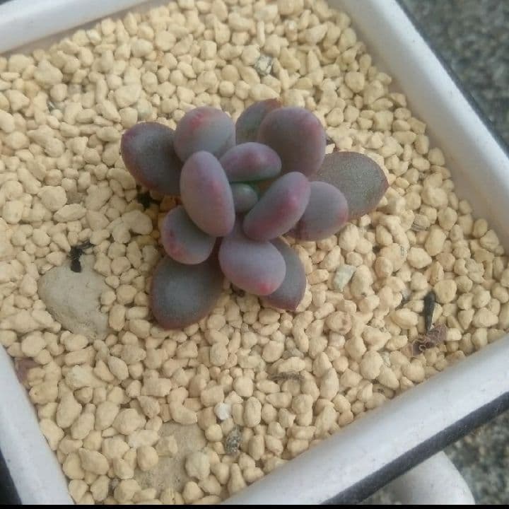 売却済み3/6ピンクムーン(カット苗)