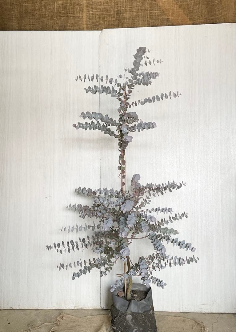 シネレア　おかこさん提案品 /103