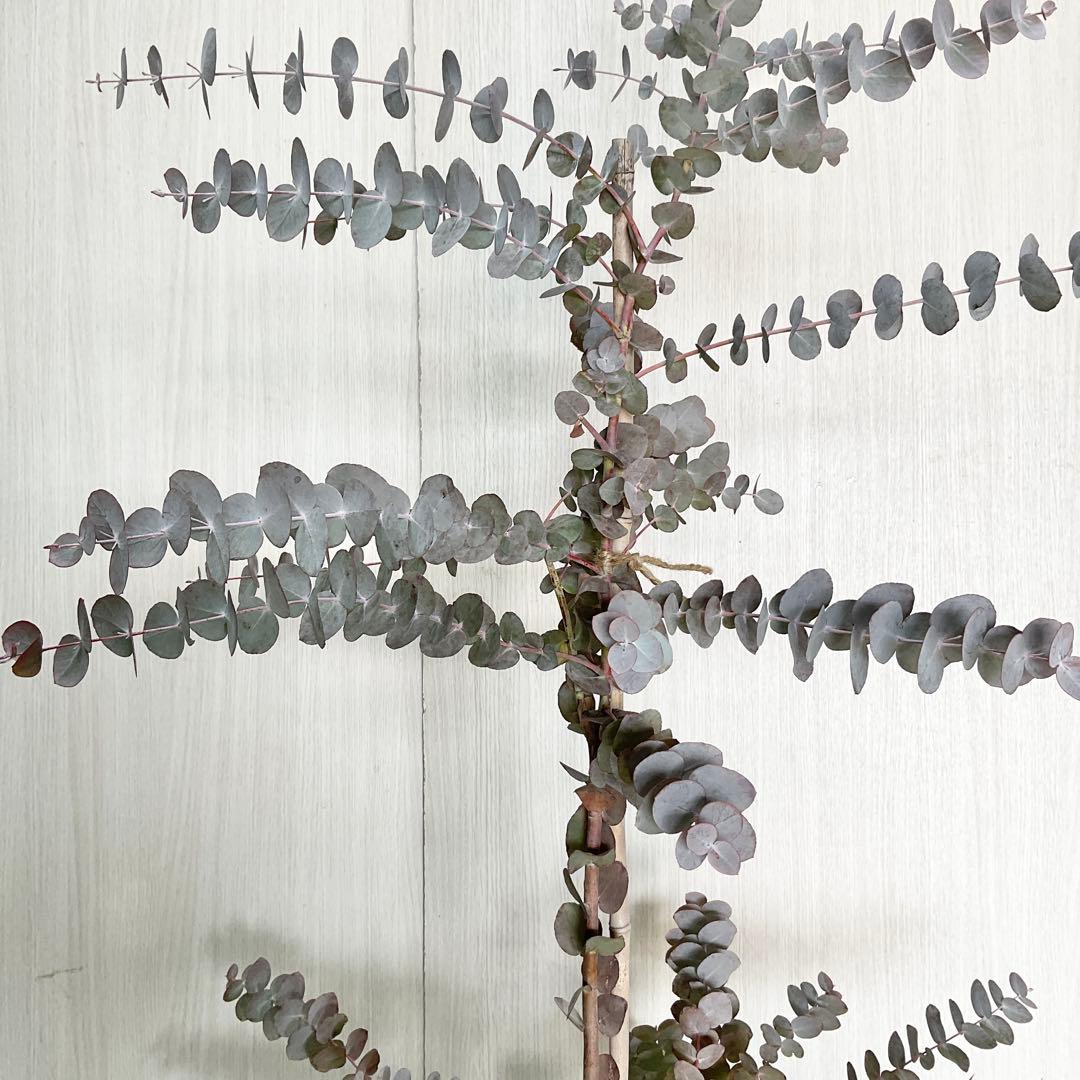 シネレア　おかこさん提案品 /103