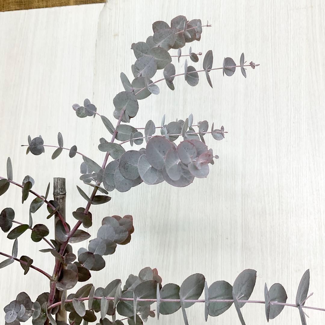 シネレア　おかこさん提案品 /103