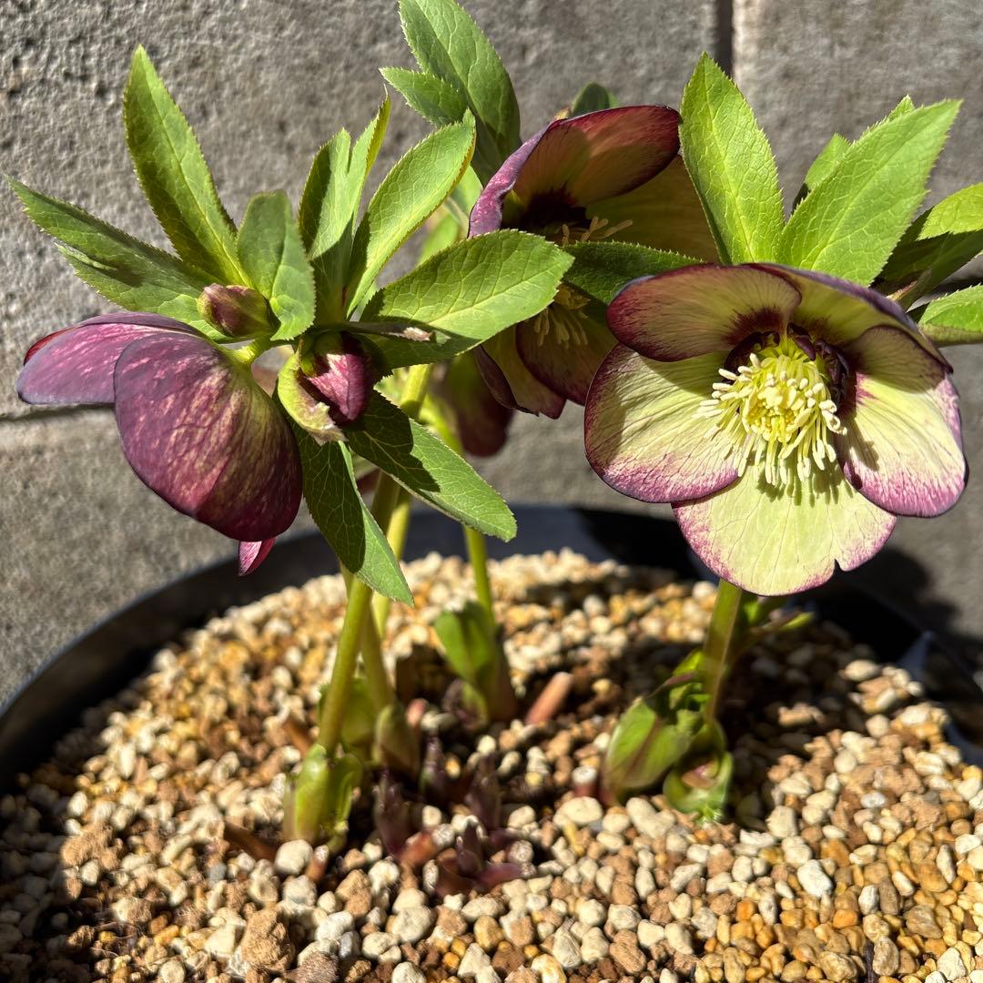 クリスマスローズ　花芽あり