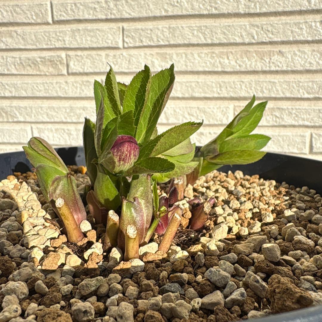 クリスマスローズ　花芽あり