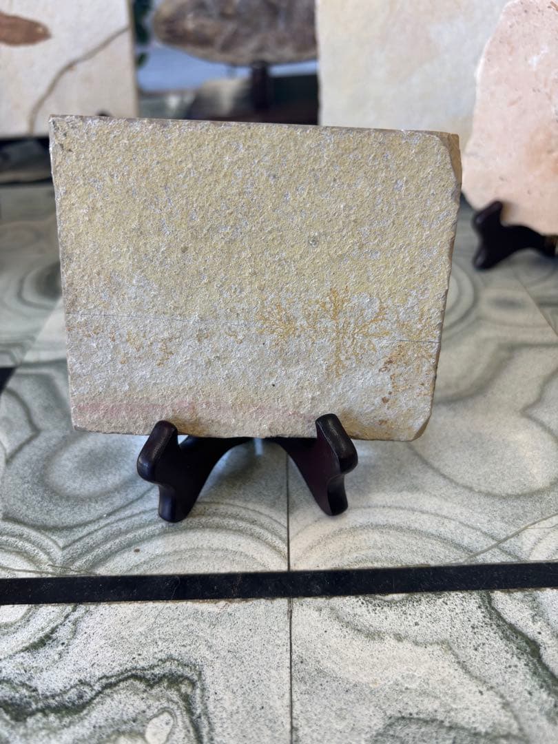 台付　エビ　魚　化石　鉱石　希少　インテリア