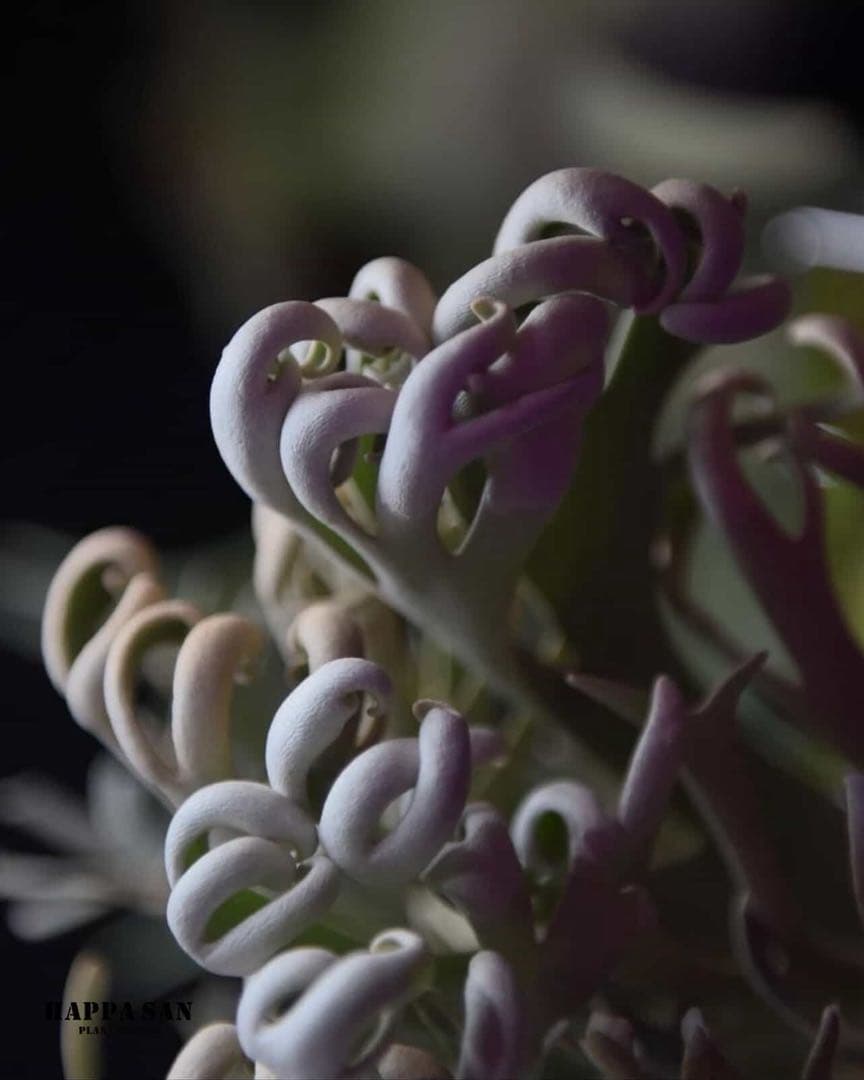 Celso×Yellow Moon×Dragon Claw Sporeling③